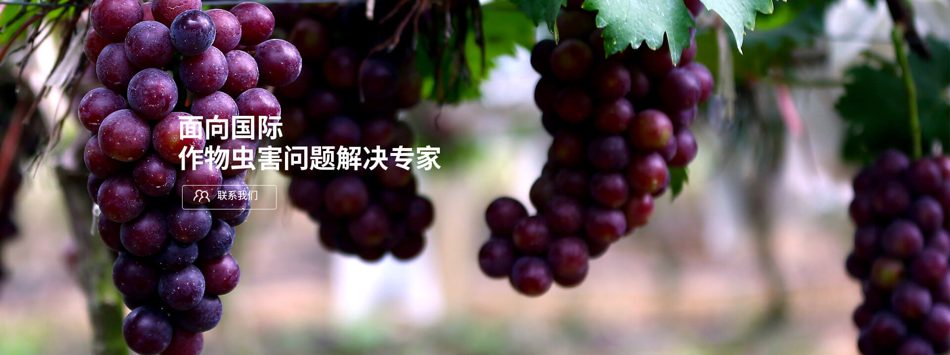 面向國際，作物蟲害問題解決專家